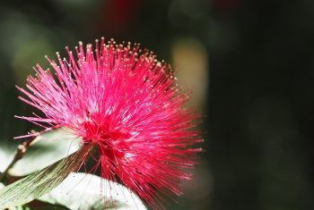 flower-7281579_1280